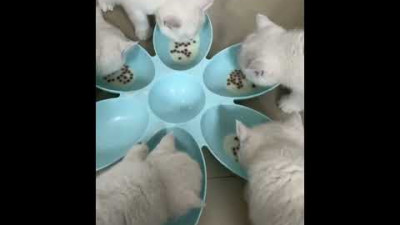 아기고양이 밥먹는 시간 ( It's time for a baby cat to eat )#shorts