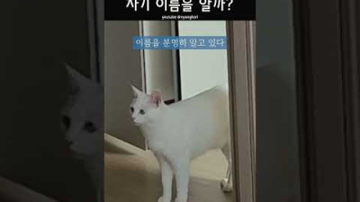 고양이는 자기 이름을 알까?