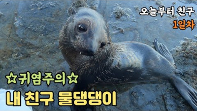 물개하고 친구가 되었습니다. 낚시 갔다가 잡은 생선 한마리 주었더니.....