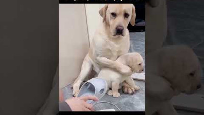 +사고뭉치 새끼 반려견을 혼내자.. 어미견이 보인 놀라운 반응