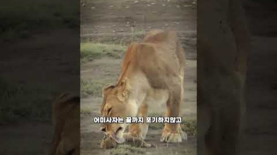 자신의 새끼를 먹는 어미사자 ㄷㄷ