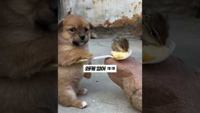다람쥐와 친구하고 싶은 강아지