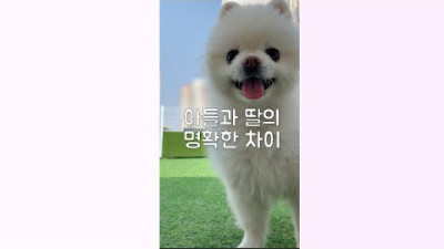 아들과 딸의 명확한 차이 / 포메와 사모예드