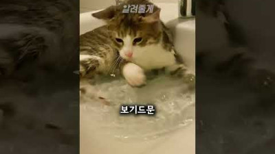 S급 수속성 고양이