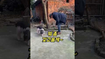 답답했던 돼지의 선택은?!