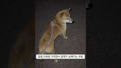 귀신? 보는 강아지??ㅠㅠ #shorts