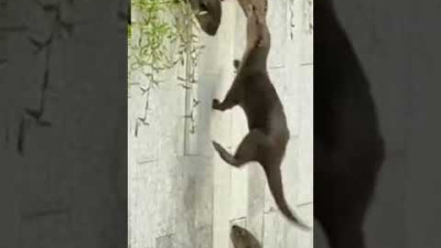 How Can Marmots cross this Wall - Amazing talent