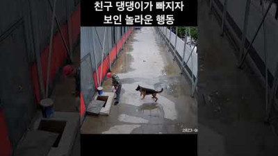 친구 댕댕이가 위험에 처하자 보인 놀라운 행동 ㄷㄷ