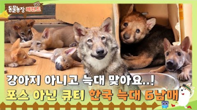 [TV 동물농장 레전드/SUB] 강아지 아니고 늑대 맞아요...! 포스 아닌 큐티 한국 늑대 6남매!