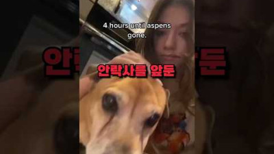 강아지와 이별하기 4시간 전
