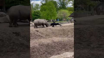라이노vs염소대결~마야히라 Rhino vs Goat great fight~mayahira