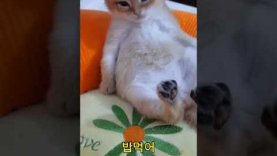밥먹으라고 부르면 벌떡~#아기고양이영상 #baby cat