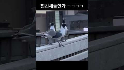 새 하나를 밀어서 떨어뜨리는데....? <'새'도 사람처럼 웃는다>