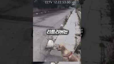 버려진 리트리버 #shorts
