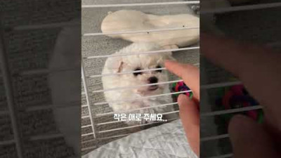 외부) 공짜맞죠? 강아지 보호소에서 듣는 화나는 말들..., 유기와파양 그리고 입양