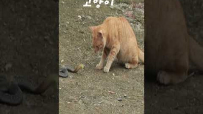 뱀 뚝배기 깨는 고양이