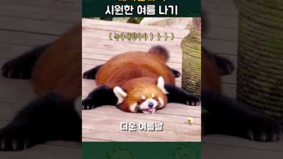 레서판다의 시원한 여름 나기