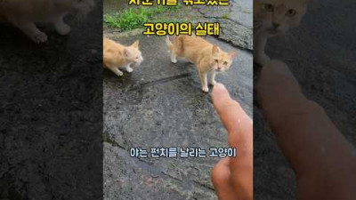 사춘기가 가득한 고양이