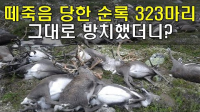한 순간에 세상을 떠난 323마리의 순록...4년 동안 그대로 두었더니!!!