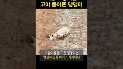 죽은 고양이를 고이 묻어준 댕댕이