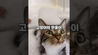 남편에게 고양이를 맡겼더니..