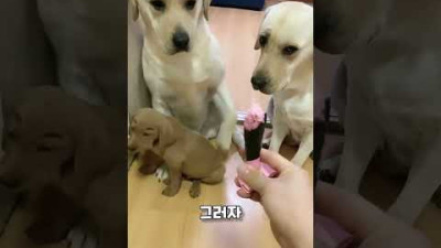 주인에게 혼나는 강아지를 감싸주는 리트리버