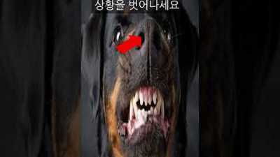맹견이 나를 죽이려할 때 대처방법 (방심하면 큰일납니다)