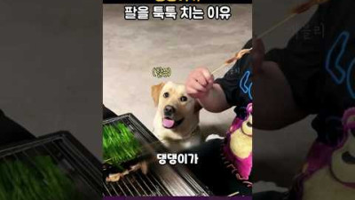 댕댕이가 팔을 툭툭 치는 이유는...? (동물들)
