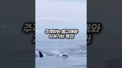 범고래한테 쫓기는 펭귄의 순간 판단력 #shorts