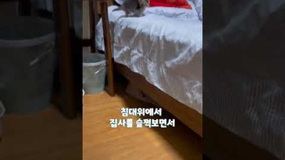 아기 고양이가 똑똑한 이유 #shorts