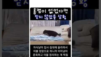 + 고양이 어미의 훈육