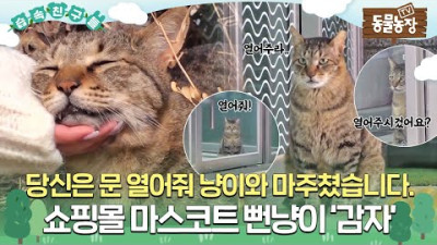 [#습속친구들] 😺수많은 집사를 거느린 쇼핑몰 VVIP 뻔냥이 ‘감자’🧡 #TV동물농장 #AnimalFarm #SBSstory