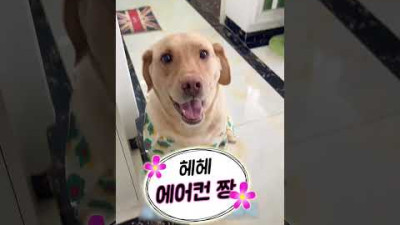 더워서 못살겠다 주인아!! 더운 댕댕이 강아지 리트리버