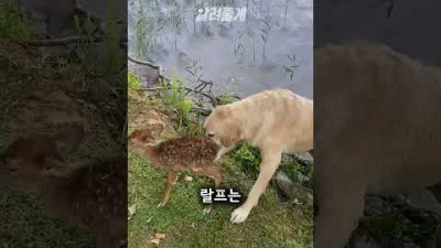 댕댕이가 물에 빠져있던 이유