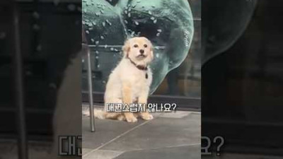 빵 냄새의 유혹을 이겨낸 아기 댕댕이