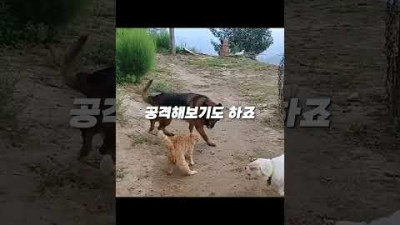 개와 2대 1로 싸우는 고양이 결과는?ㄷㄷ