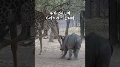 코뿔소 VS 기린
