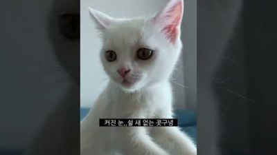 집사 혼자 치킨먹어서 서운한 고양이 산타