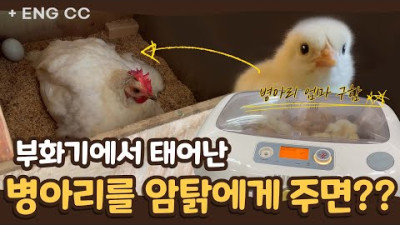 Bring the new born chicks from the artificial incubator to the hens. 부화기에서 태어난 병아리를 암탉에게 주면? <결론: 키워준다. 다만, 적응하기 위한 시간이 필요하다.>