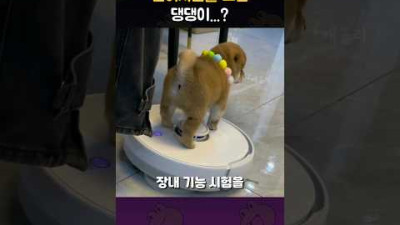 면허시험을 보는 댕댕이...?