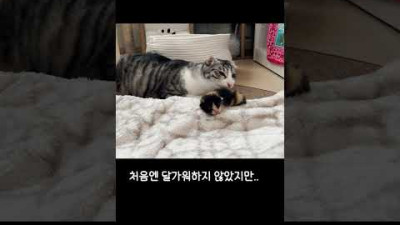 집사가 데려온 새끼 고양이가 자꾸 신경쓰인다..