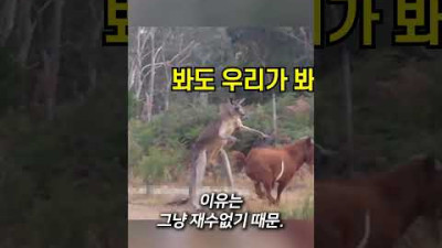 호주에서 캠핑 못하는 이유