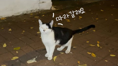 이것은 고양이인가 강아지인가 | 집앞에서 말많은 고양이를 냥줍(?)했어요