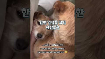 자매인 줄로 알고 입양한 두 마리 강아지 DNA 결과 #shorts
