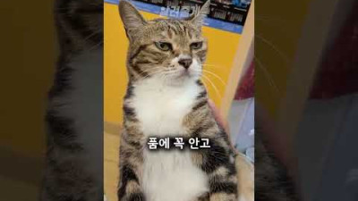 고양이 표정이 굳은 이유ㅋㅋㅋㅋ