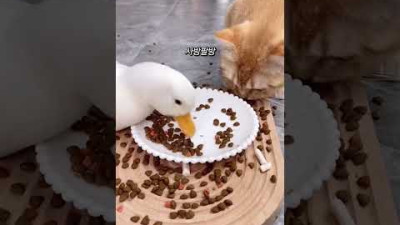 펀치를 참는 고양이