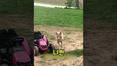 강아지인줄 알고 키운 새끼 코요테 숲으로 보냈는데 ...