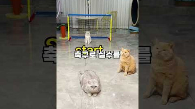 방구석 고양이 스포츠 대회