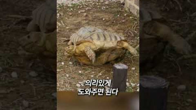 거북이 국룰 어기면 벌어지는일