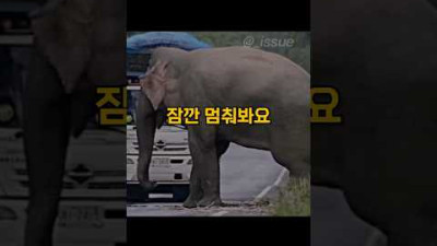 코끼리가 대형트럭을 막은 이유#shorts